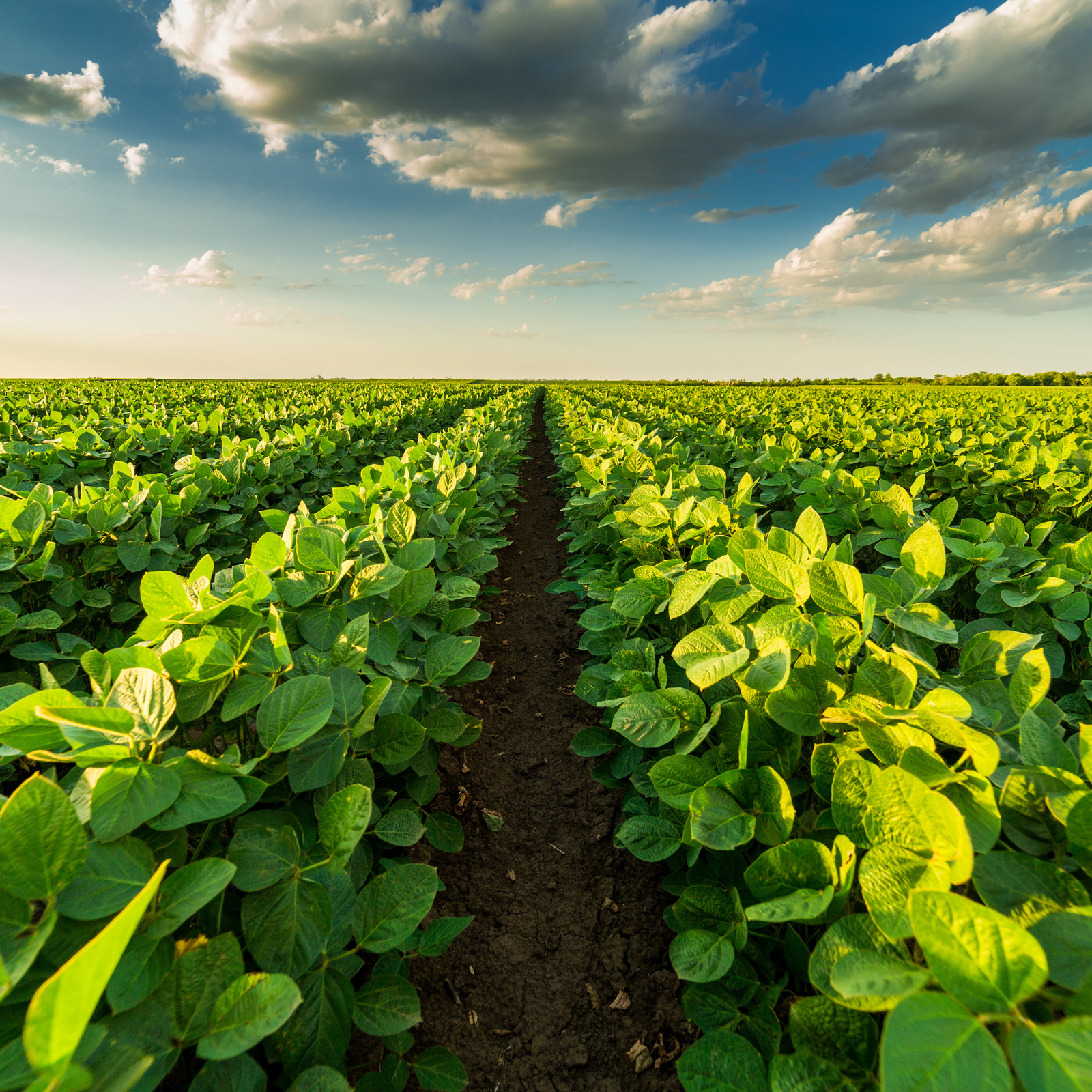 Soybean plantation